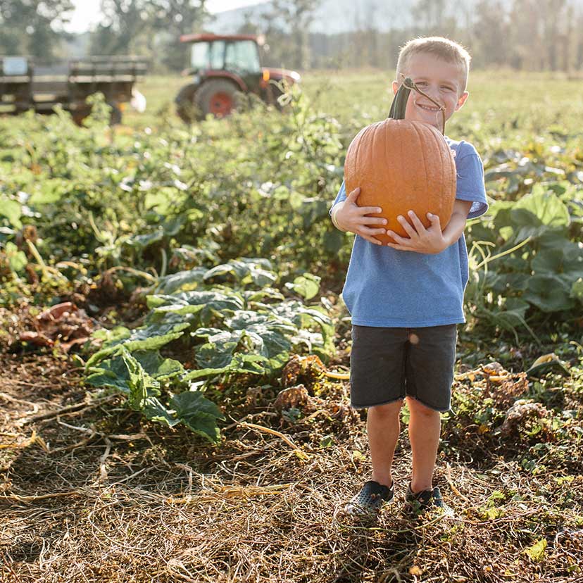 Great Country Farms pumpkin patch