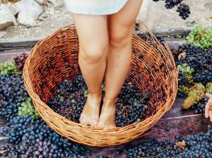 Woman stomping grapes in basket for crush with us