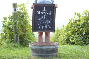 A guest stands in a half wine barrel to stomp grapes and holds a chalk board sign that says "I stomped at Bluemont Vineyard" at the annual Crush with us grape stomping harvest event.