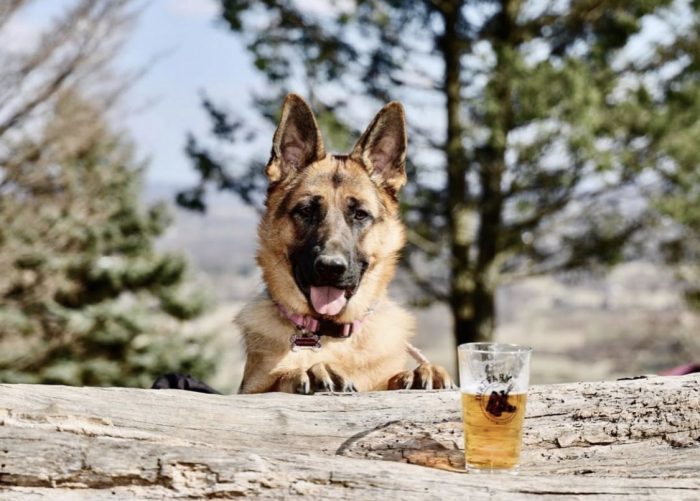 Dirt Farm Brewing German Shepherd Dog with Loudoun County Brewery Beer Pints and Paws
