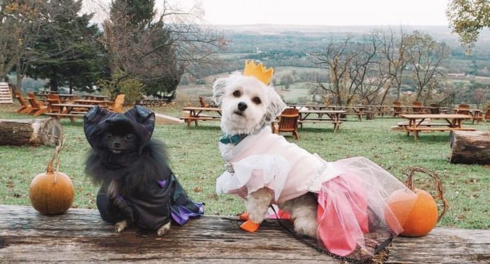 Dogs in Halloween costumes at Dirt Farm Brewings Howl-O-Ween event