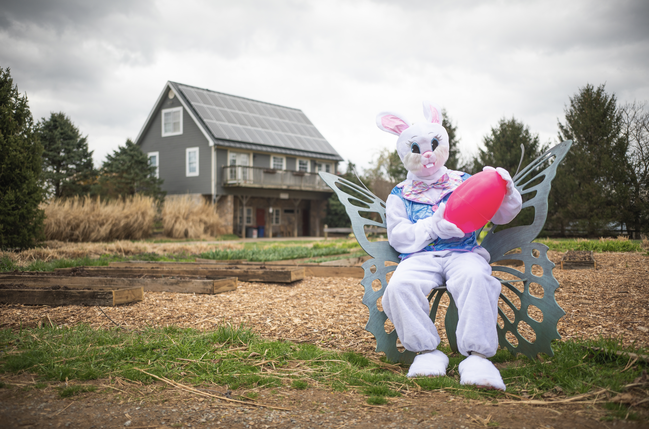 The Easter Bunny sits on a butterfly bench at Great Country Farms with giant easter egg.
