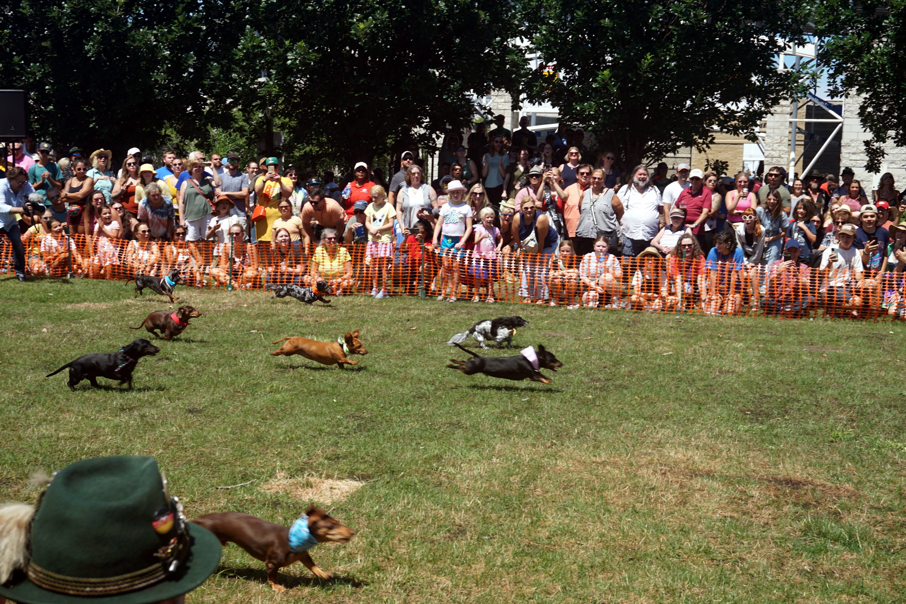 Doxie Derby: Dachshund Rescue Race!