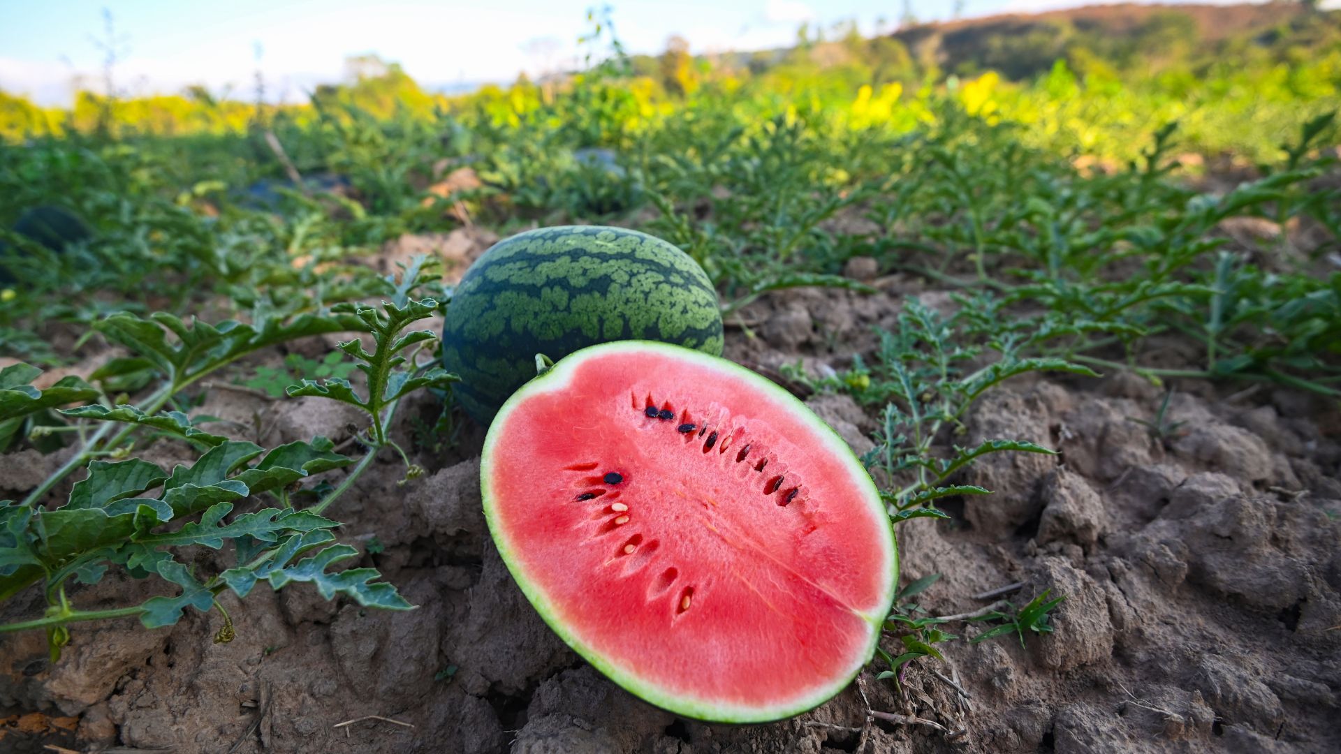 Watermelon Bash & Crawl at Henway Hard Cider and Great Country Farms