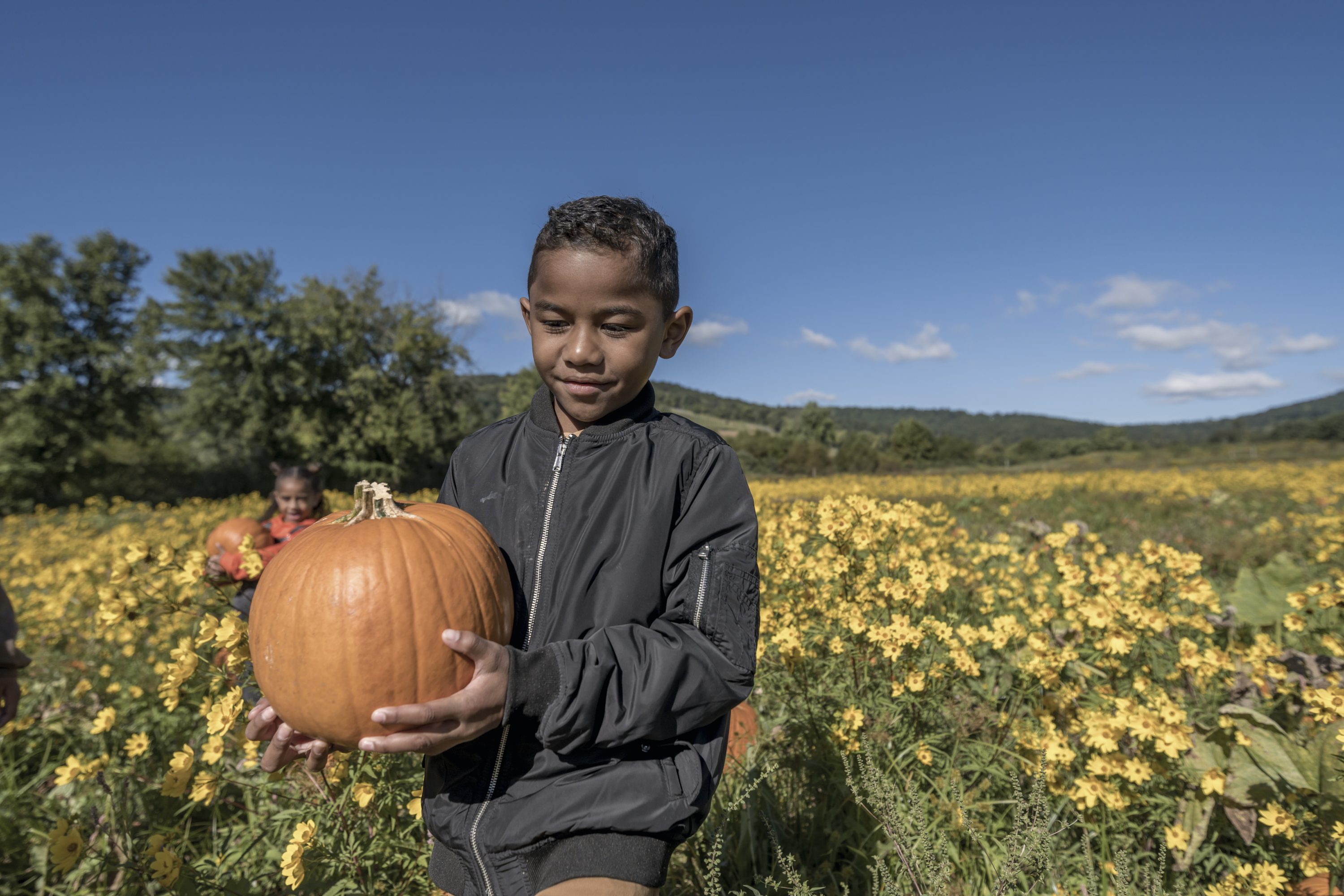 Boy pumpkin picking with backdrop of a yellow flower field