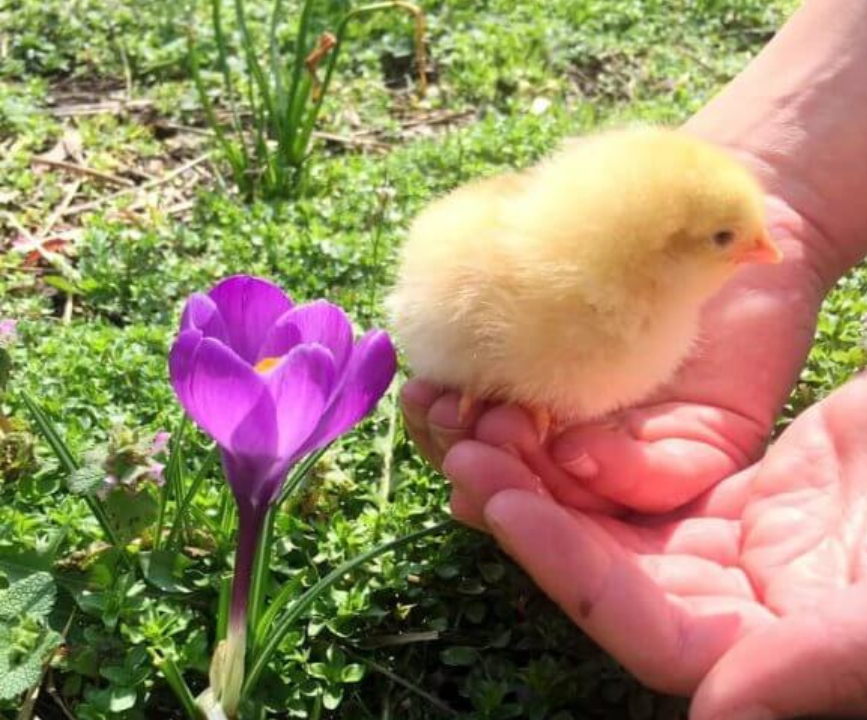 Chick Raising Program. A small chick being held over the grass next to a purple crocus.