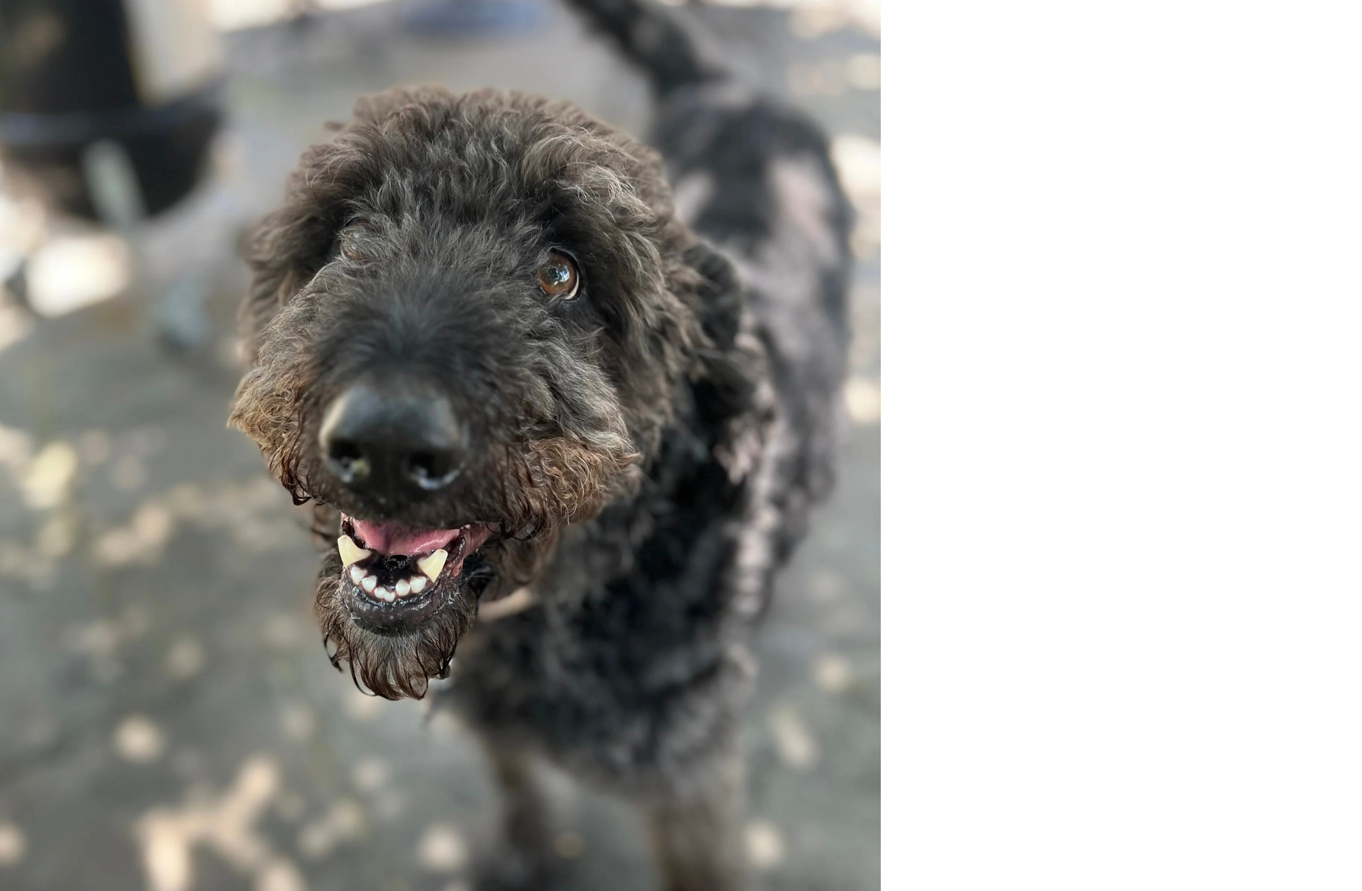 Happy Pup from Henway Cider Barns Doodle & Poodle Pup Meet-Up