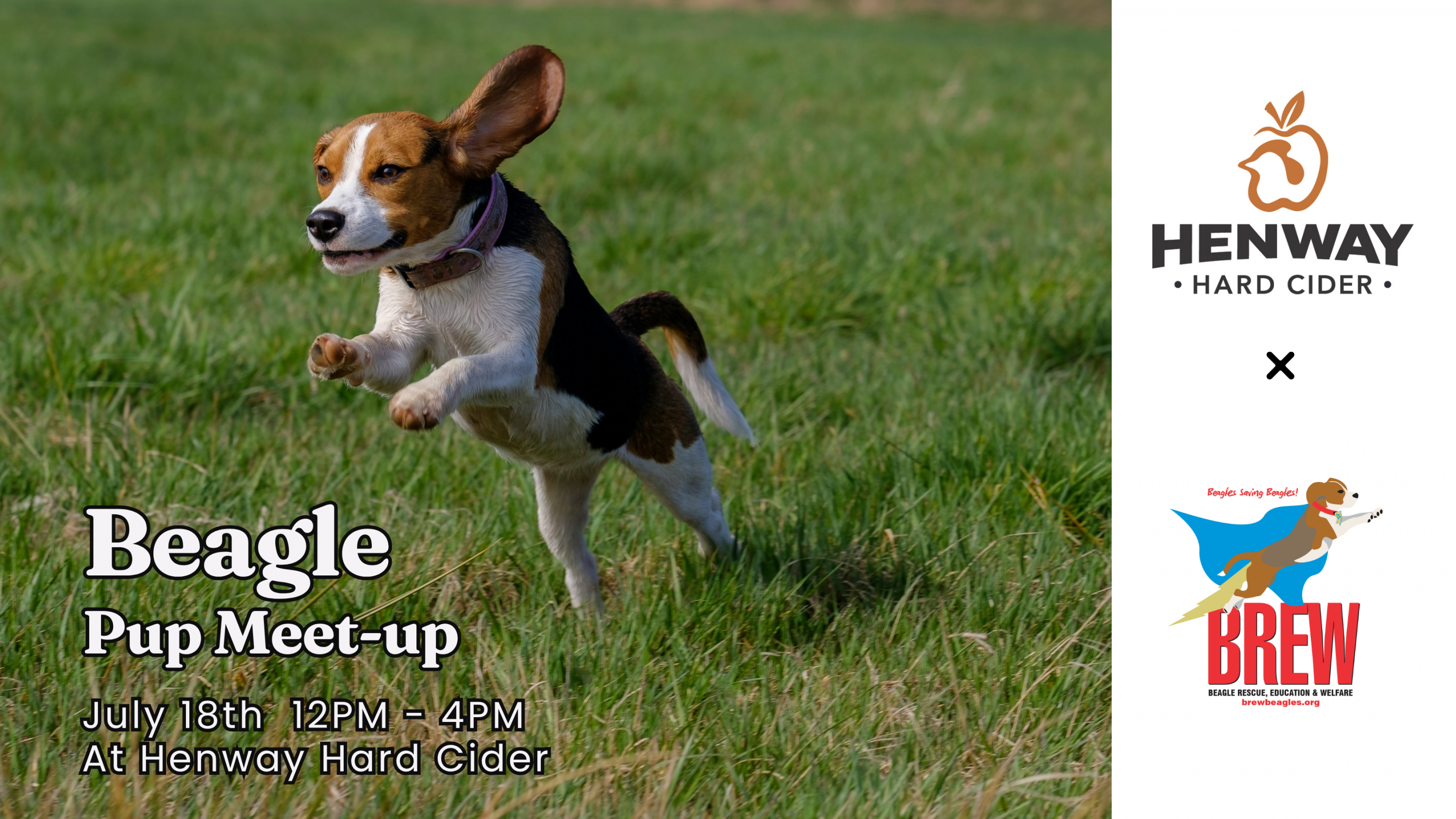 Happy Beagle Pup jumping in the grass at the Beagle Pup Meet-Up at Henway Hard Cider Barn