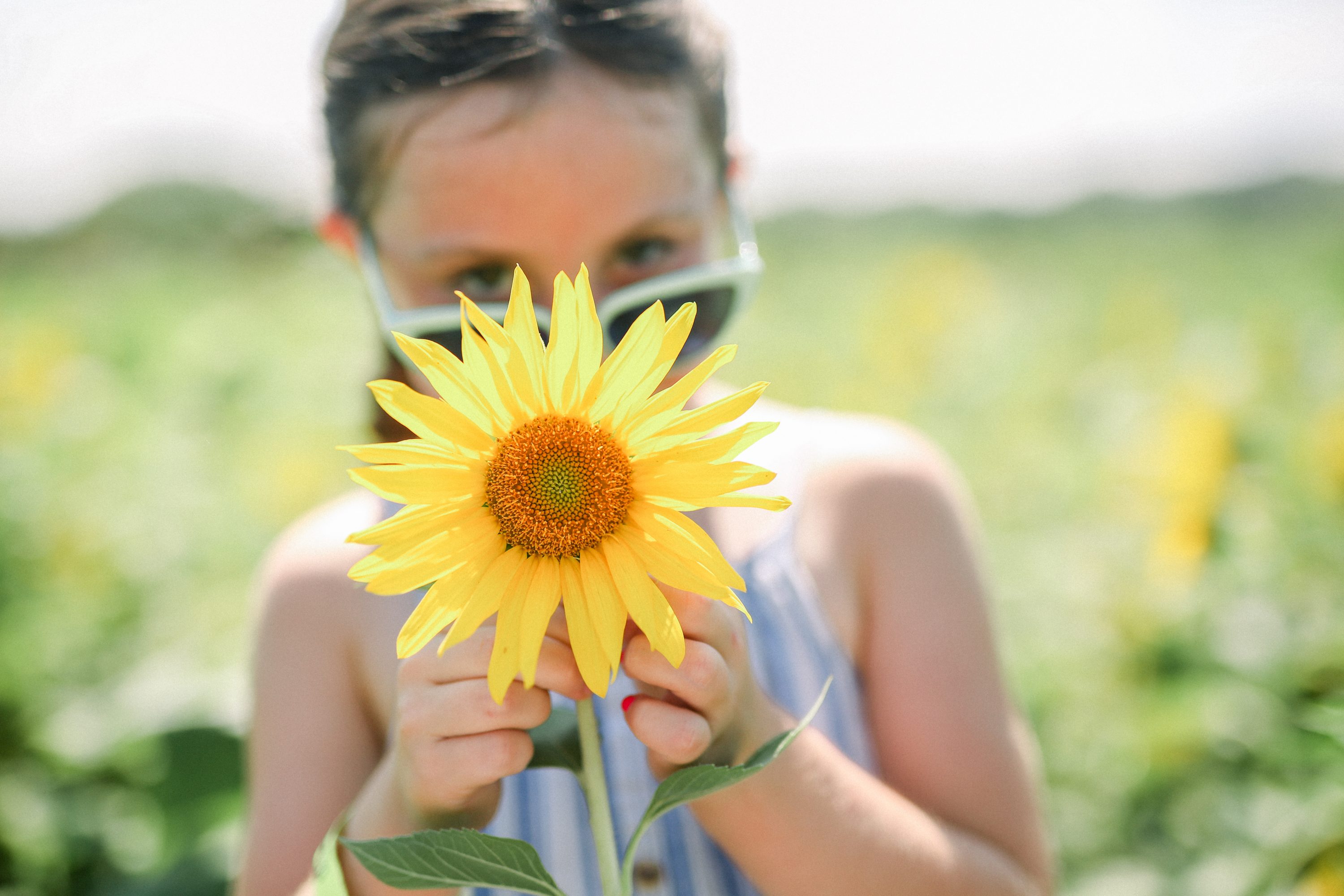 Girl holding a a sunflower at Great Country Farms Summer of Sunflowers