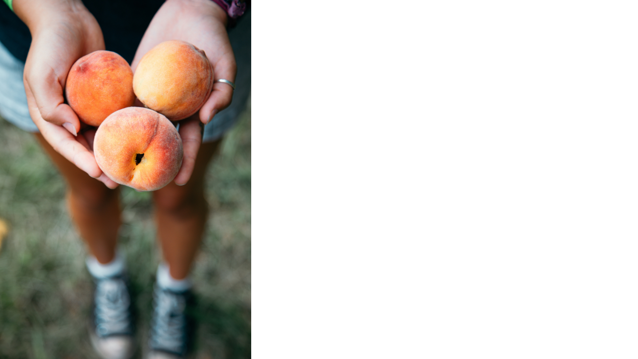 Woman holding peaches at Great Country Farms' Peach Fuzztival