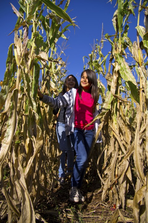 Two kids in Great Country Farms corn maze.