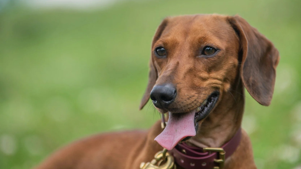 Photo of Doxie sitting the grass for the Doxie Pup Meet-up